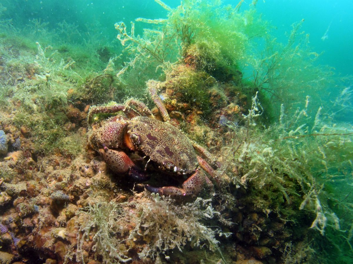 Подводный мир черного моря