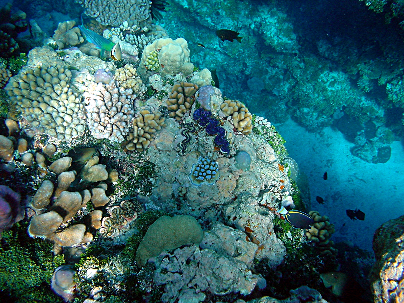 Кораллы черного моря
