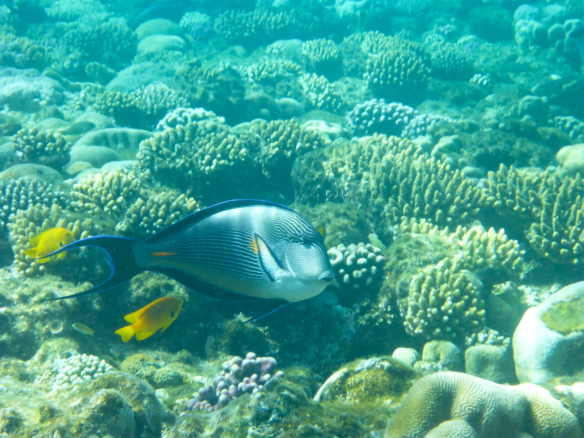 Коралловые рифы в шармаль Шейхе