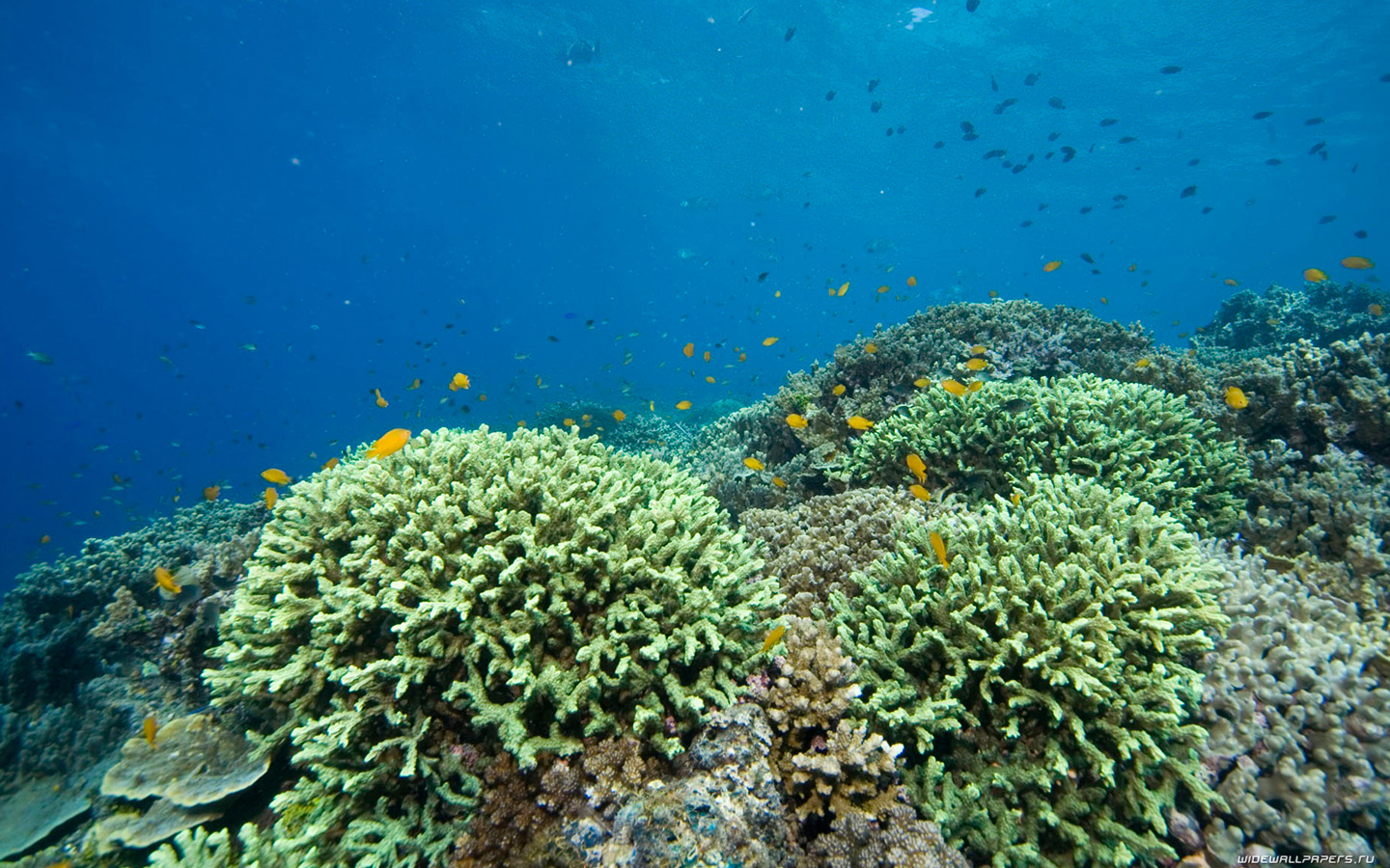 Морские кораллы на Красном море