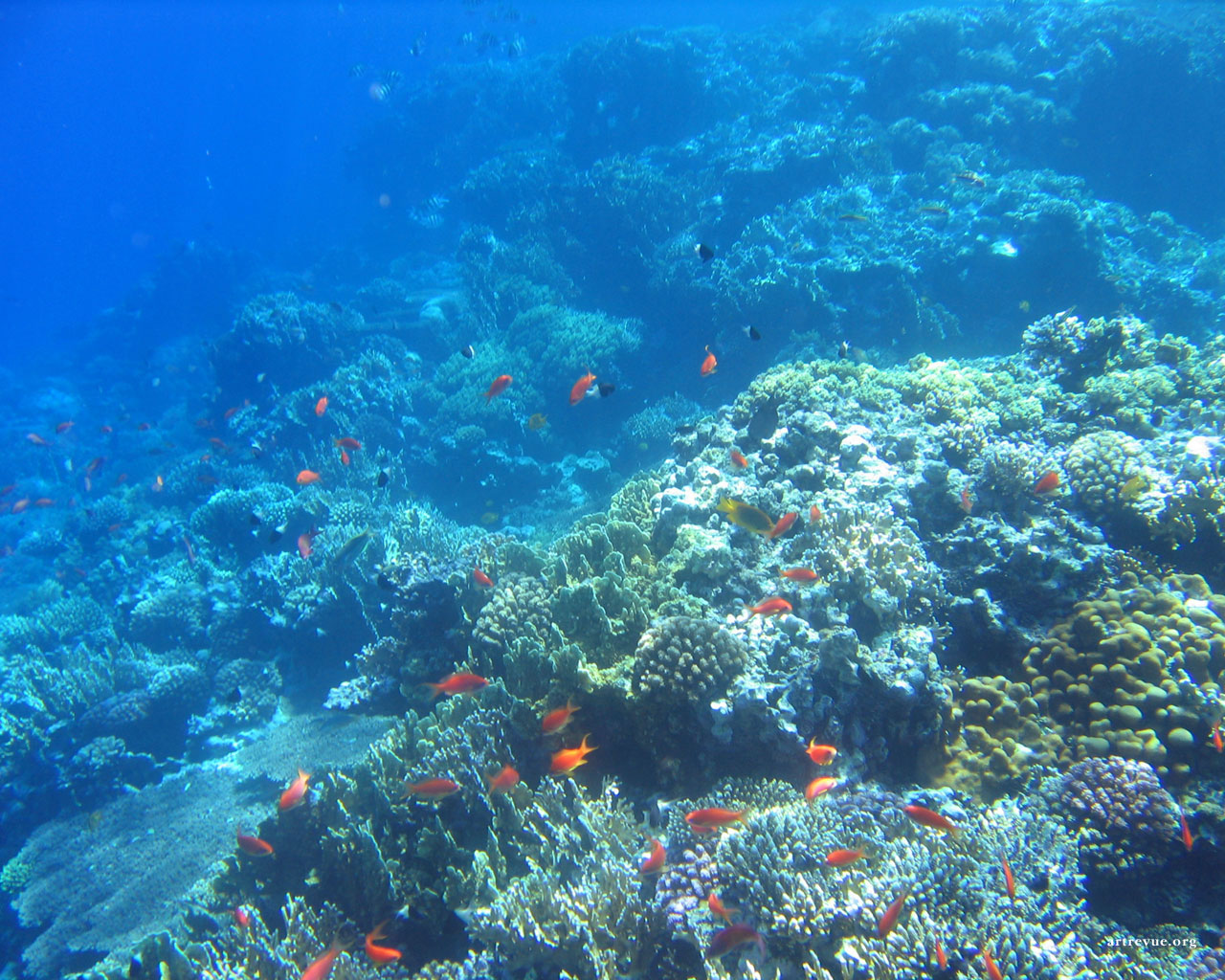 Какого океана является красное море. Атлантический океан коралловый риф. Рифы в океане. Подводный риф риф. Коралловые рифы красного моря.