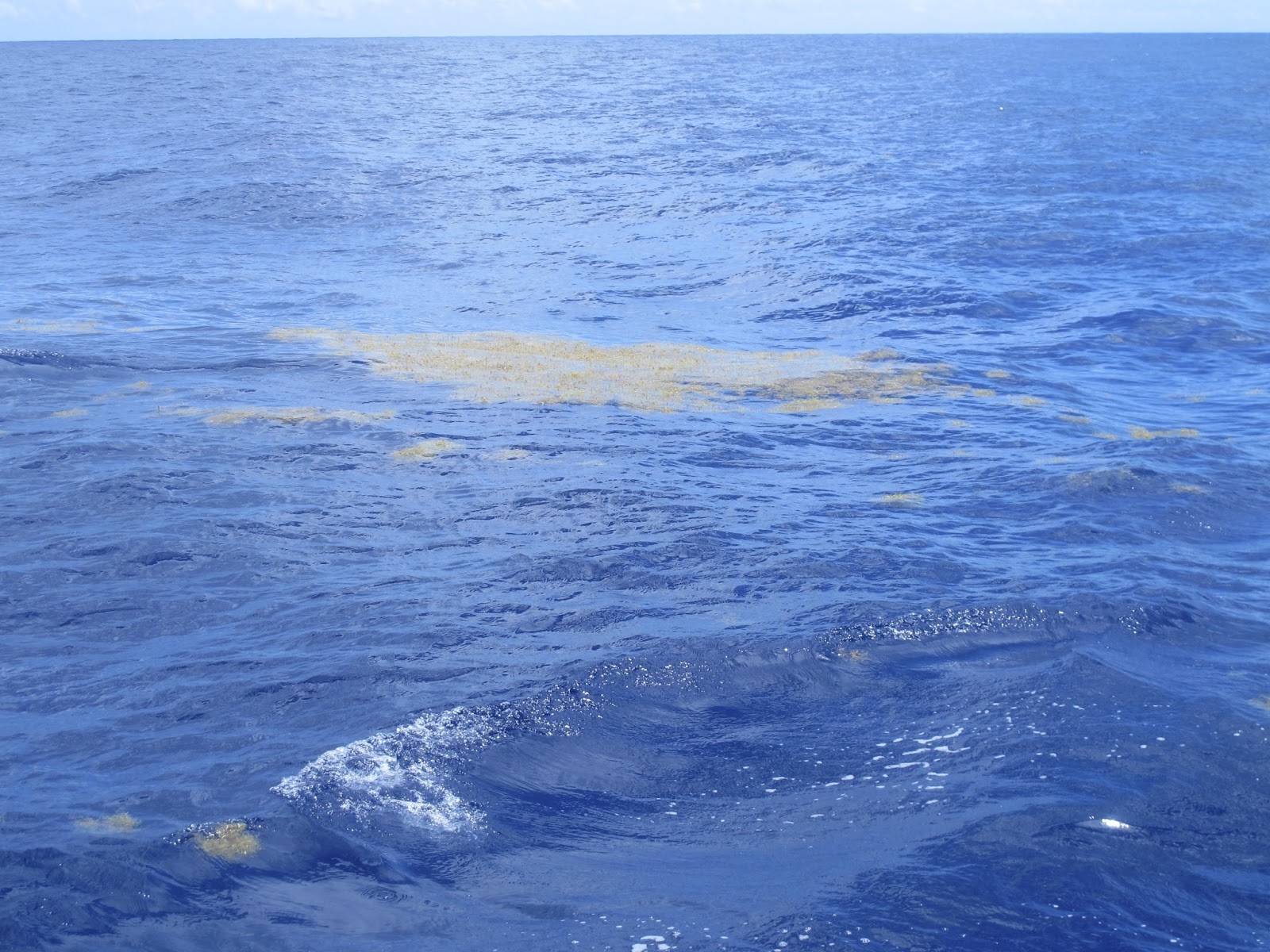 Какое название имеет море без берегов. Саргассово море Бермудский треугольник. Атлантический океан Саргассово море. Саргассово море водоросли. Саргассово море в океане.