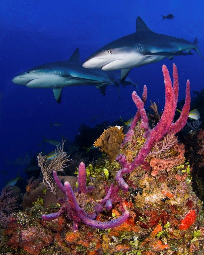 Фото подводный мир океана реальные красоты