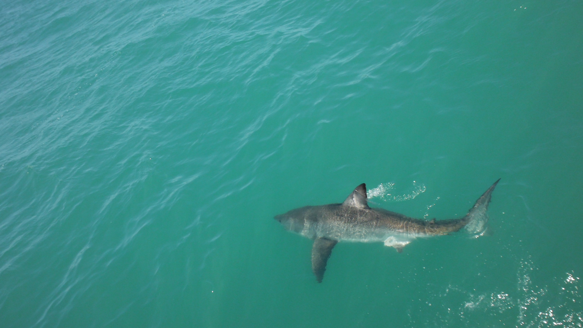 какие акулы обитают в японском море