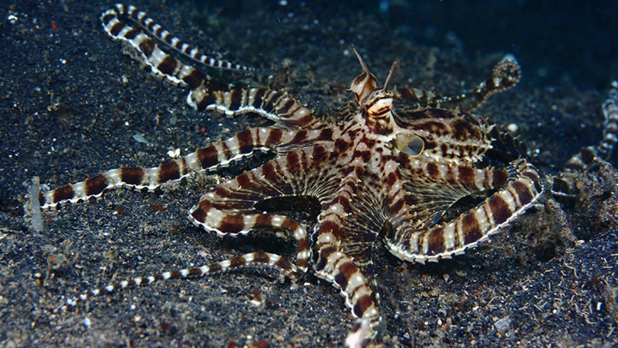 Тихоокеанский полосатый осьминог