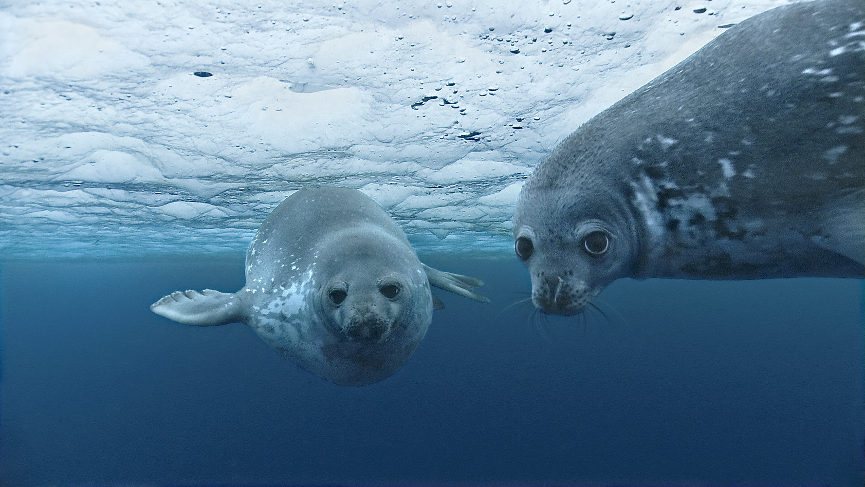 Животные И Растения Северного Ледовитого Океана
