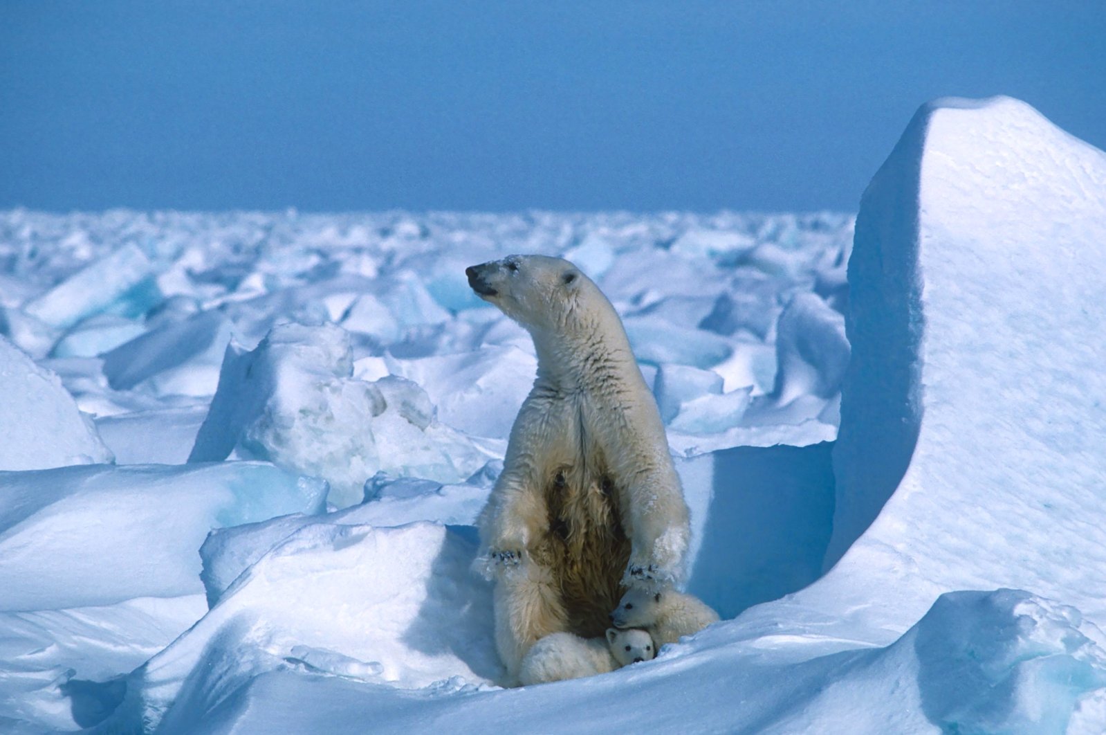 Обитатели северного океана. Арктика Северный Ледовитый океан. Северный Ледовитый океан белый медведь. Животные Северного Ледовитого океана белый медведь. Северный Ледовитый океан Полярный медведь.