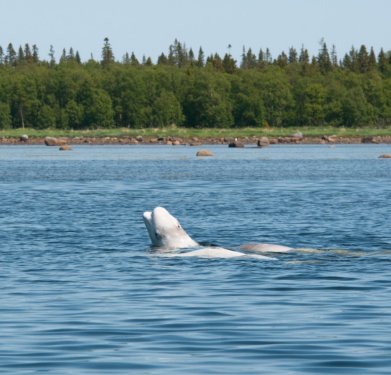 Белуха белый кит Соловки