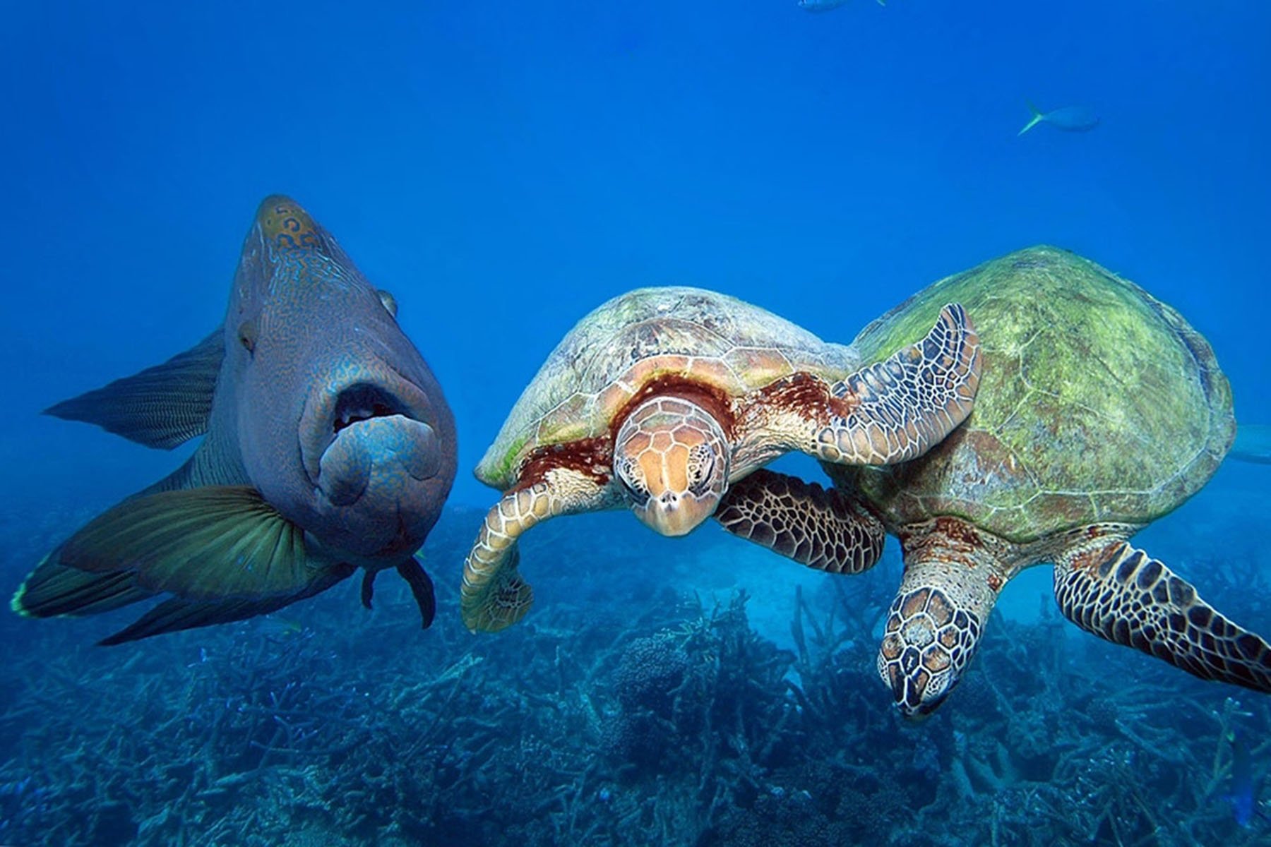 Большой Барьерный риф черепахи