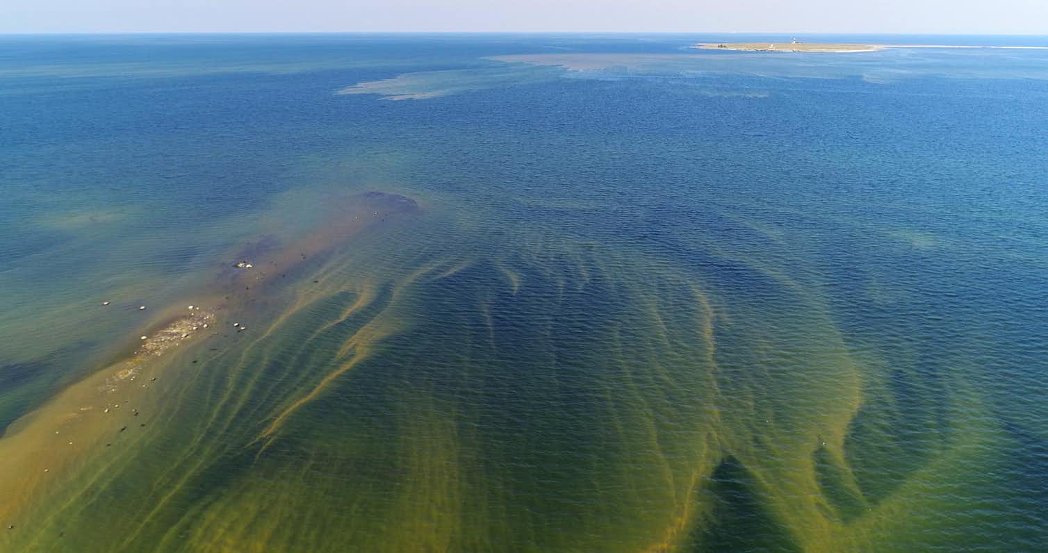 70 океана занимает. Сине-зеленые водоросли Балтийское море. Балтийские водоросли. Синие водоросли Балтика. Цветение фитопланктона.