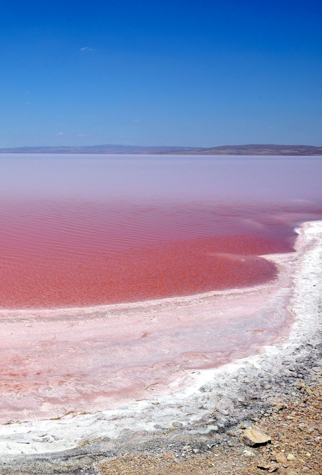 Есть розовое озеро. Озеро Хиллер. Озеро Ретба. Розовое озеро Ретба. Малиновое озеро Алтайский край.
