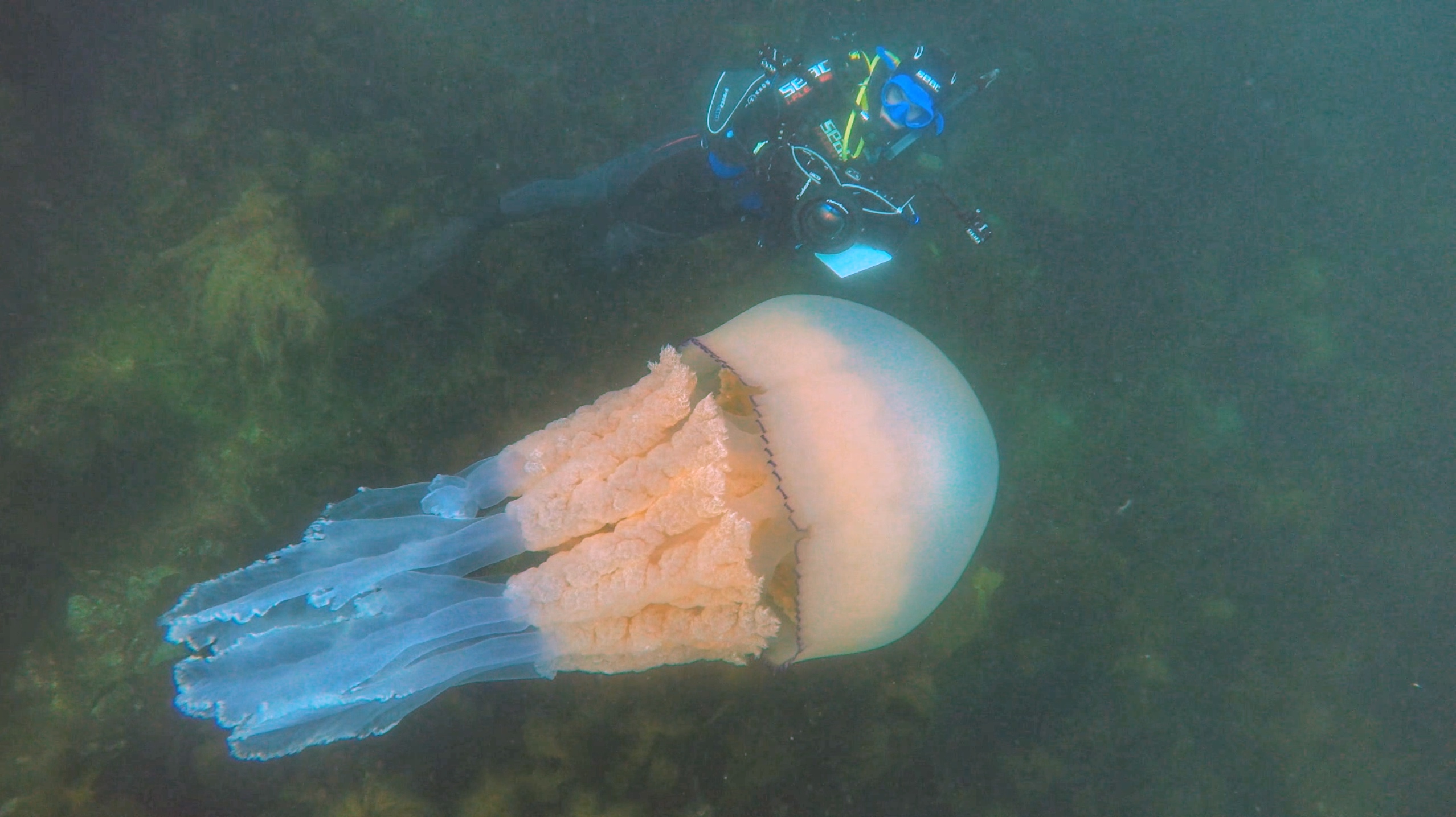 Чем опасны медузы. Медуза корнерот в черном море. Черноморская медуза корнерот. Корнерот медуза в черном. Корнерот медуза в черном море опасны.