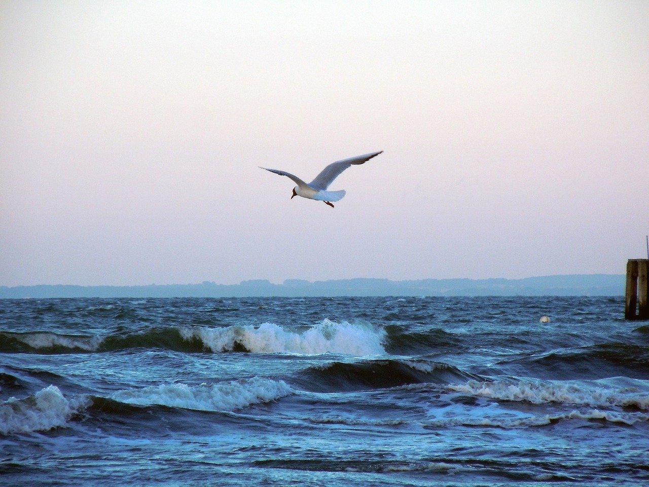 Чайки балтийского моря