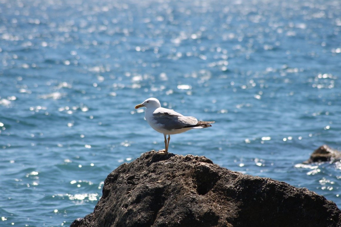 Берег моря чайка