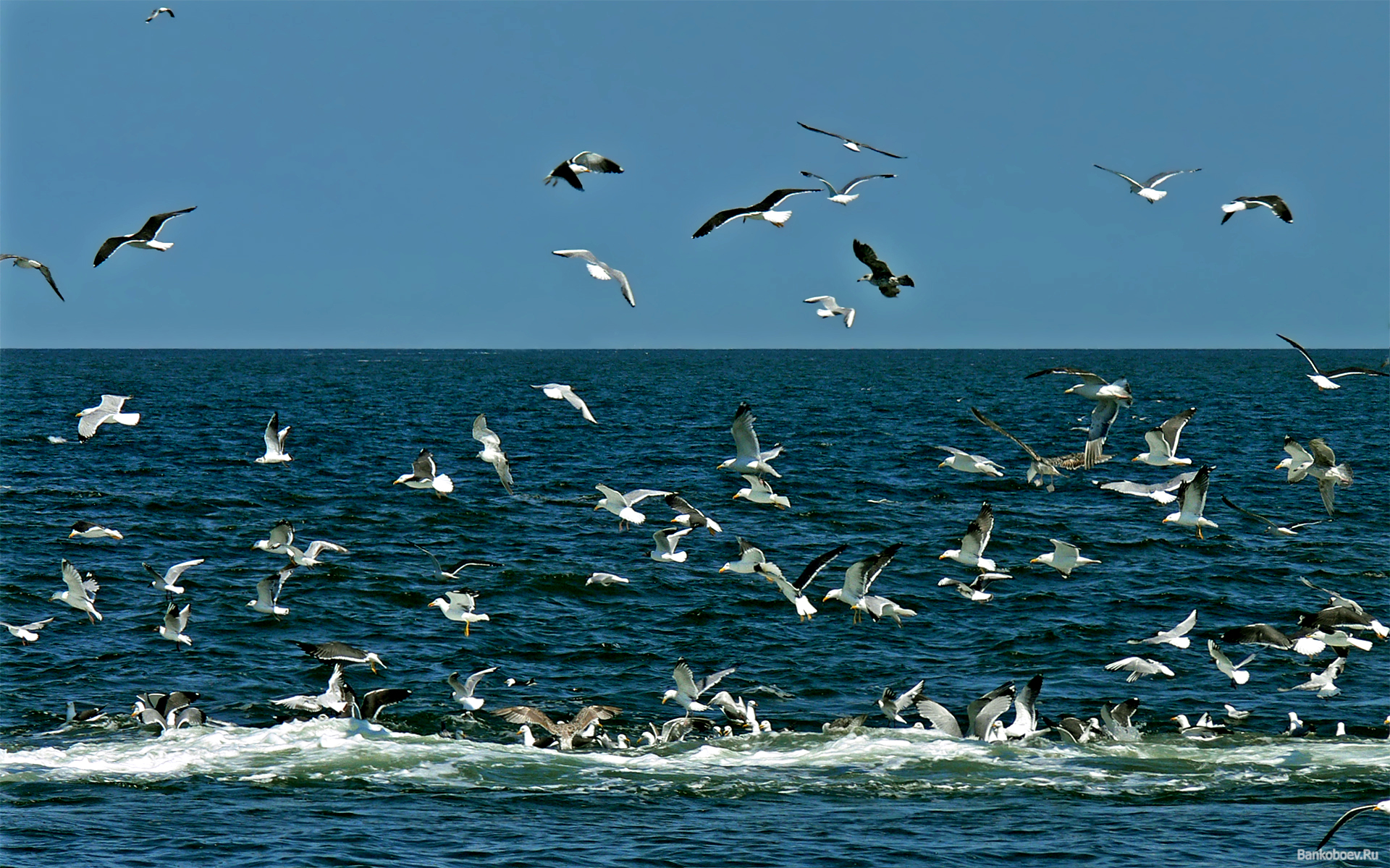 Море а над морем чайки