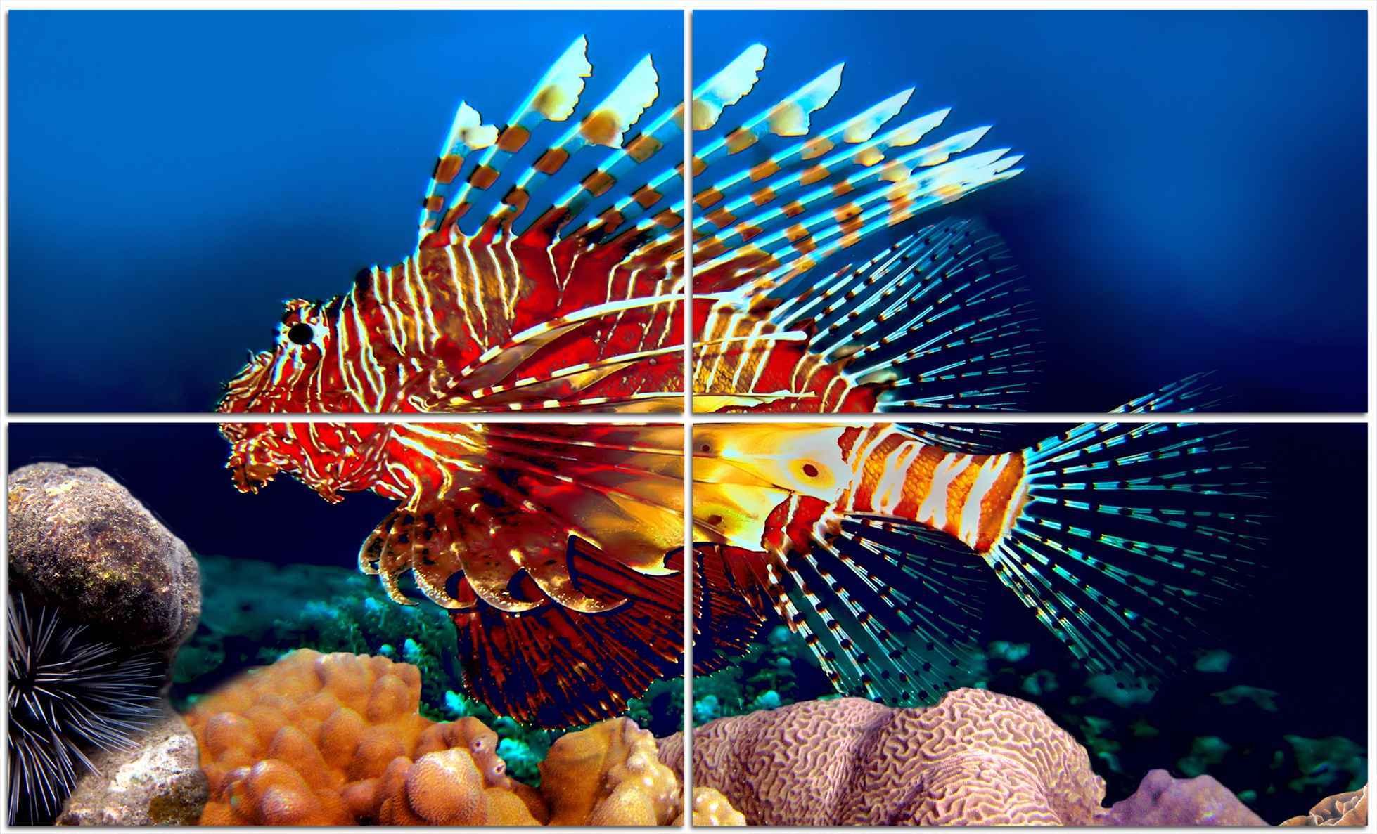 К чему снится красивая рыба. Рыба крылатка Египет. Рыба крылатка в Красном море. Крылатка рыба Тайланд. Ядовитые рыбы красного моря крылатка.