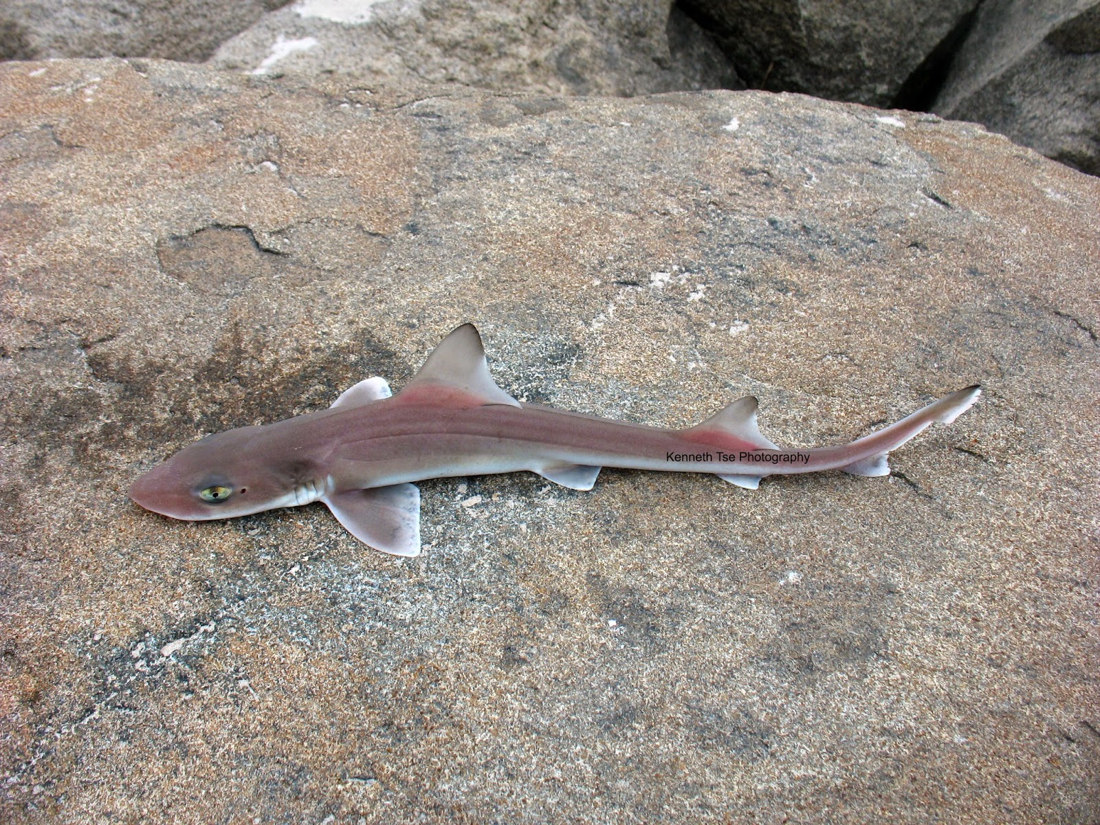 Катран акула