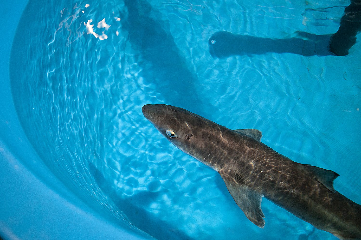 Катран акула черного моря
