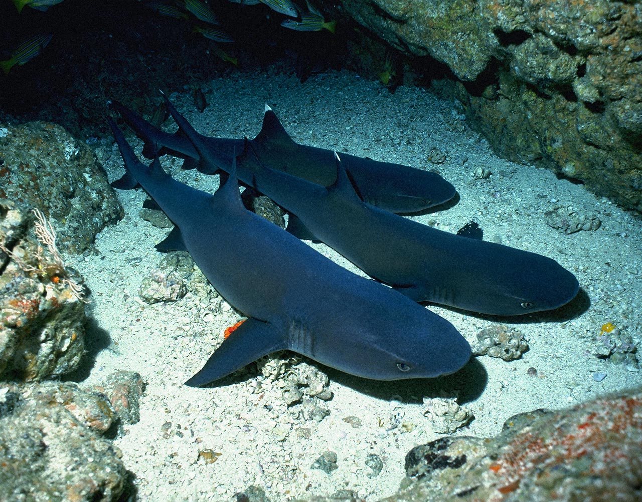 Акулы в черном море фото