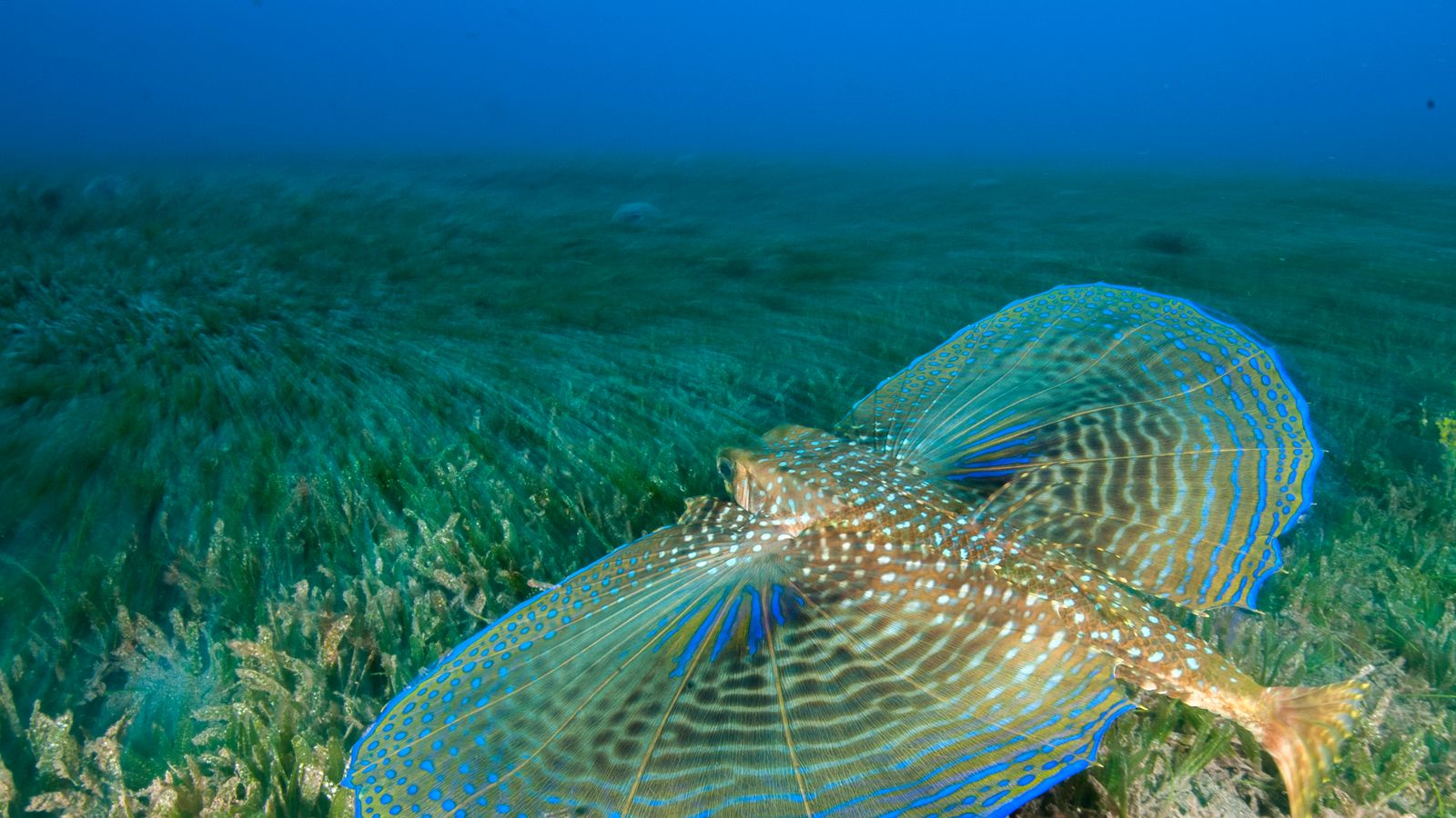 Рыба Средиземноморский долгопёр.