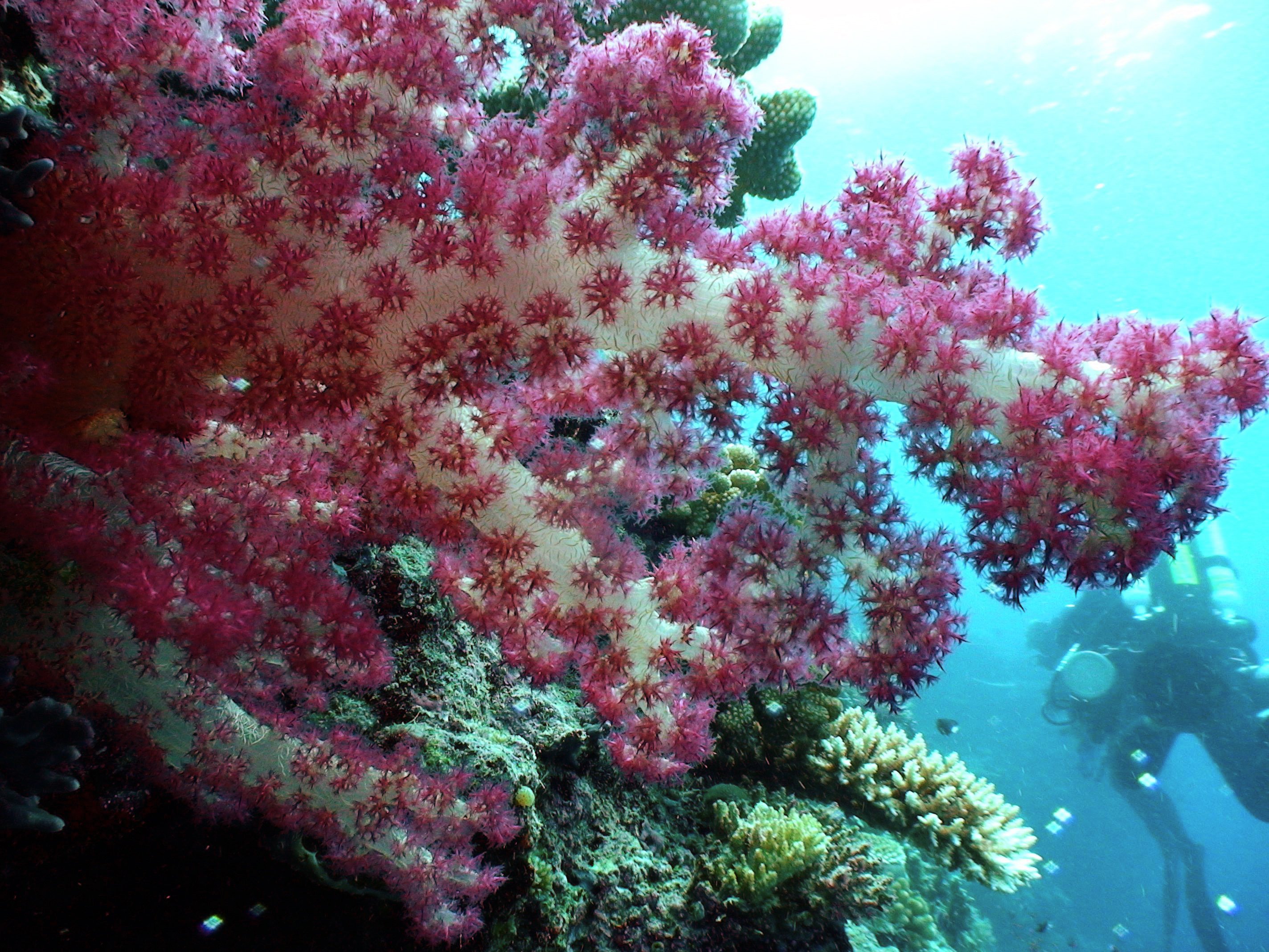 Подводные цветы