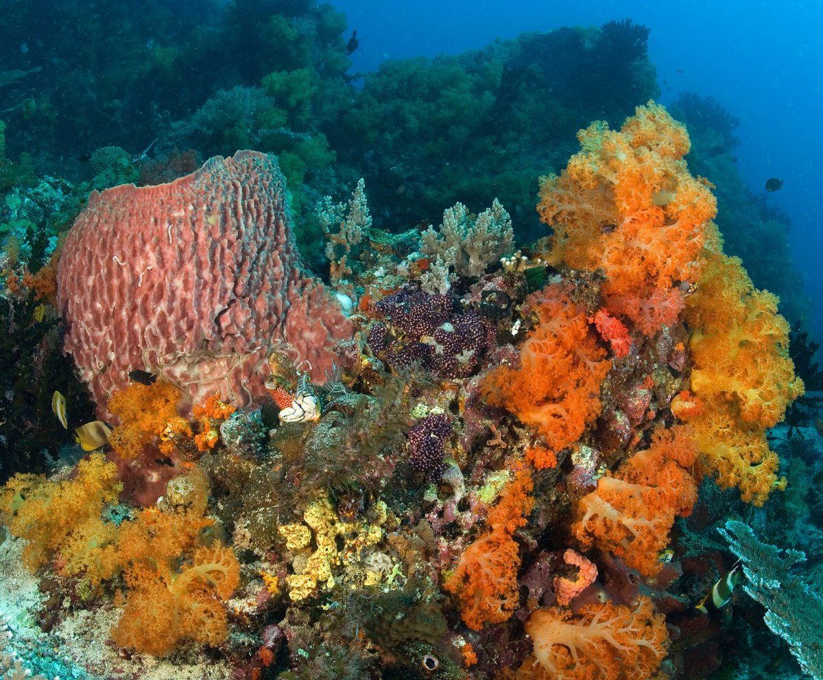 Коралловые полипы в индийском океане