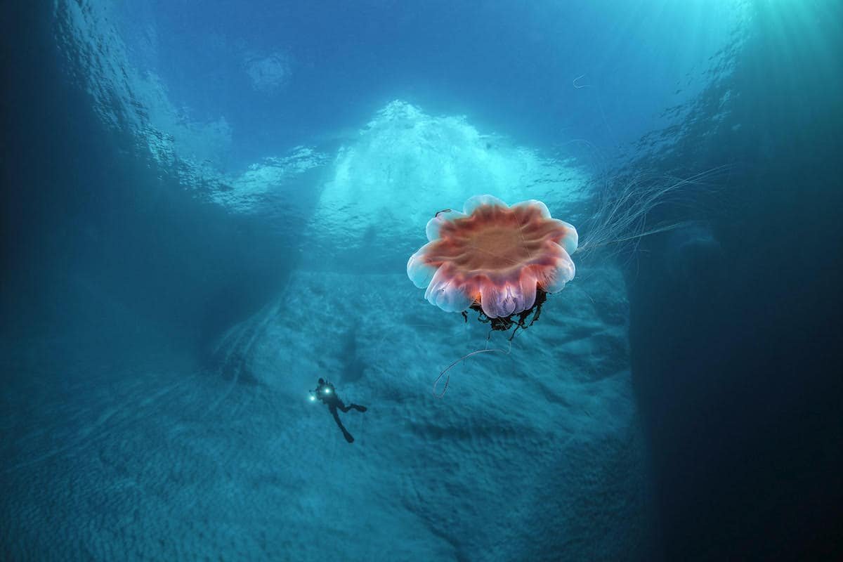 Северный Ледовитый океан подводный мир