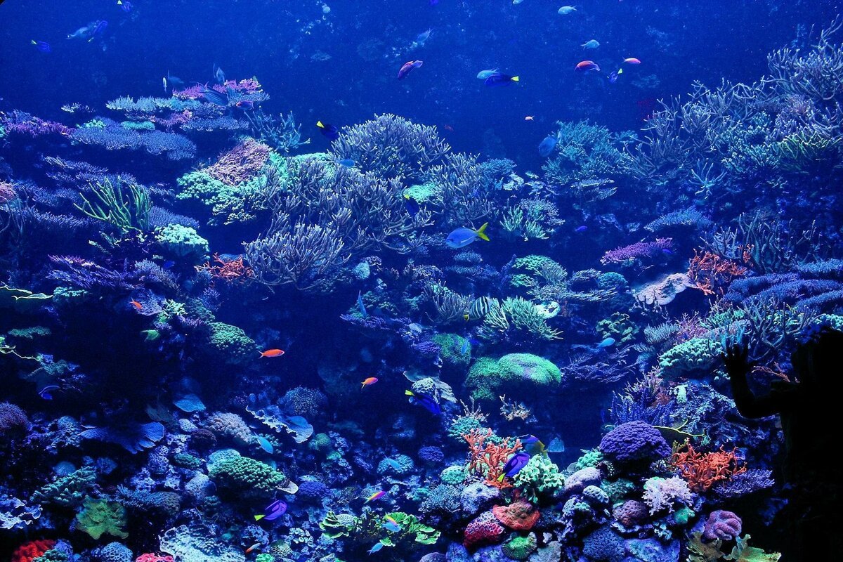 Тихий океан фото под водой