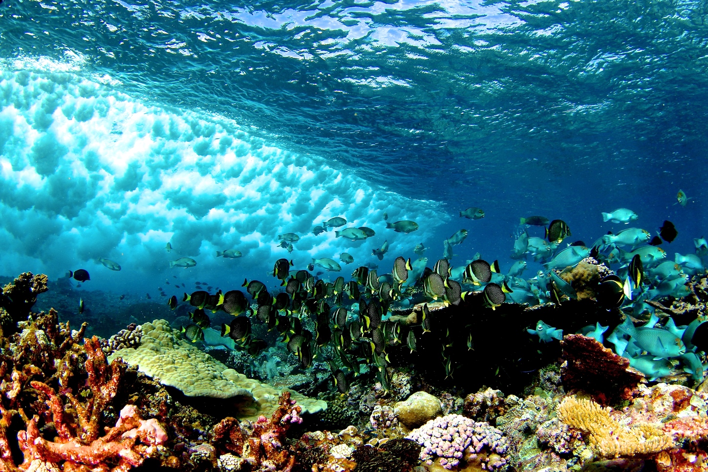 Коралловый риф Флорида