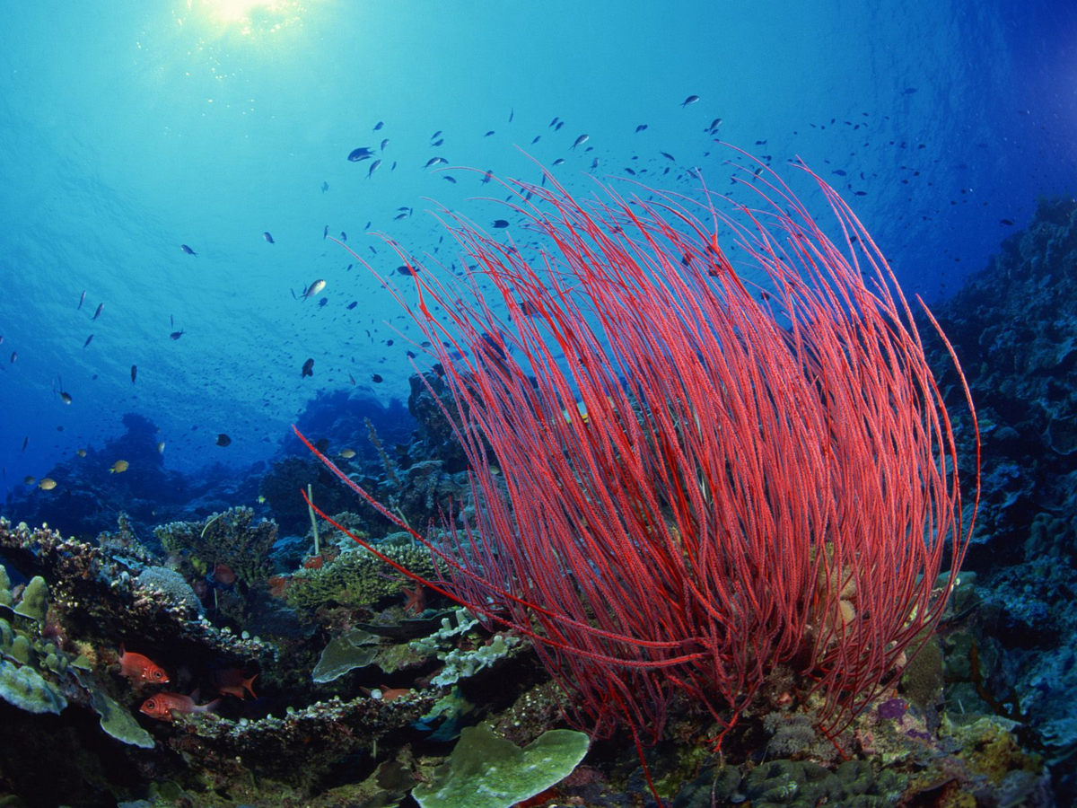 Растительный тихого океана. Диатомеи водоросли Тихого океана. Рифы Тихого океана. Подводные растения.