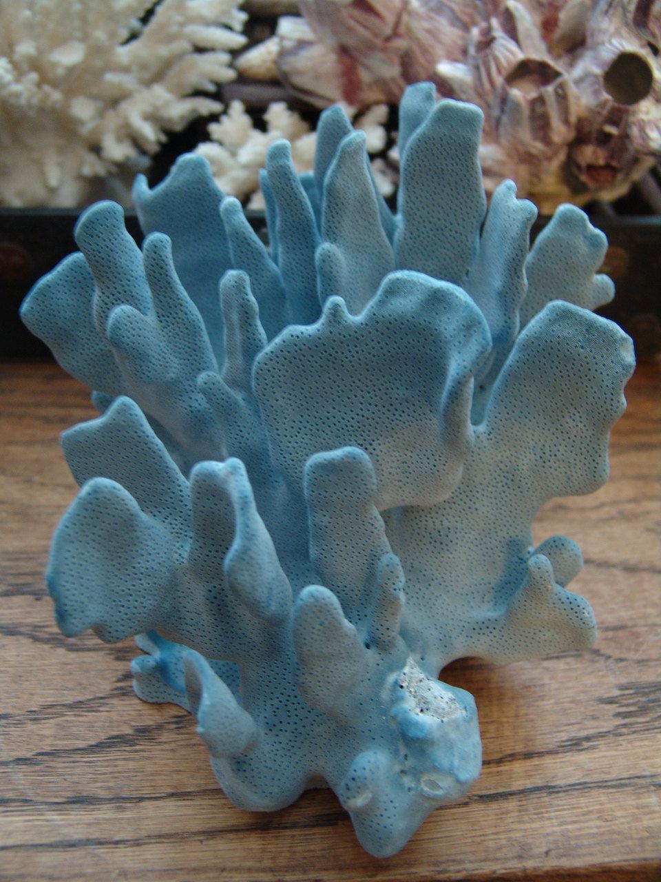 Фото кораллы для детей