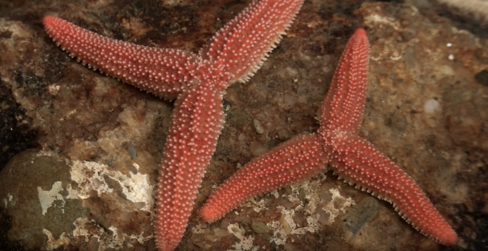 Морская звезда половое размножение