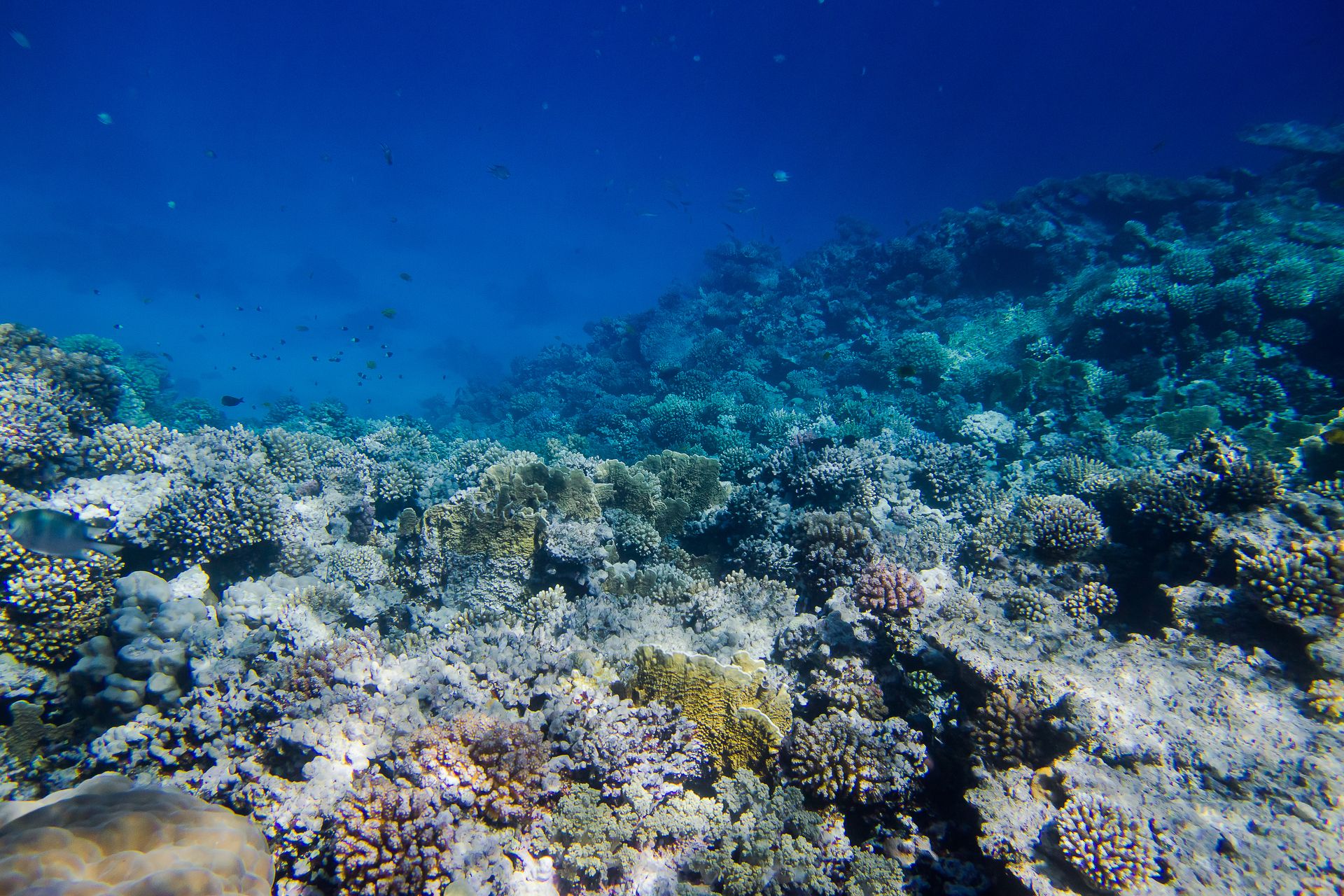 Залив Макади подводный мир