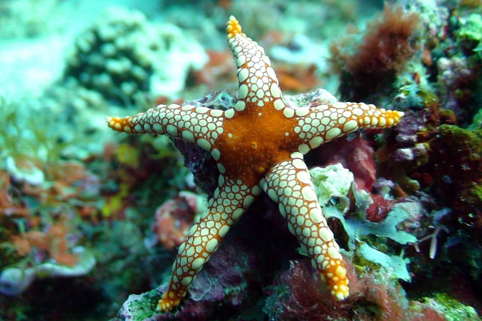 Морские звезды на дне. Риф Бориби Занзибар. Коралловые рифы Пемба. Морская звезда красное море Хургада. Морские звезды в Шарм Эль Шейхе.