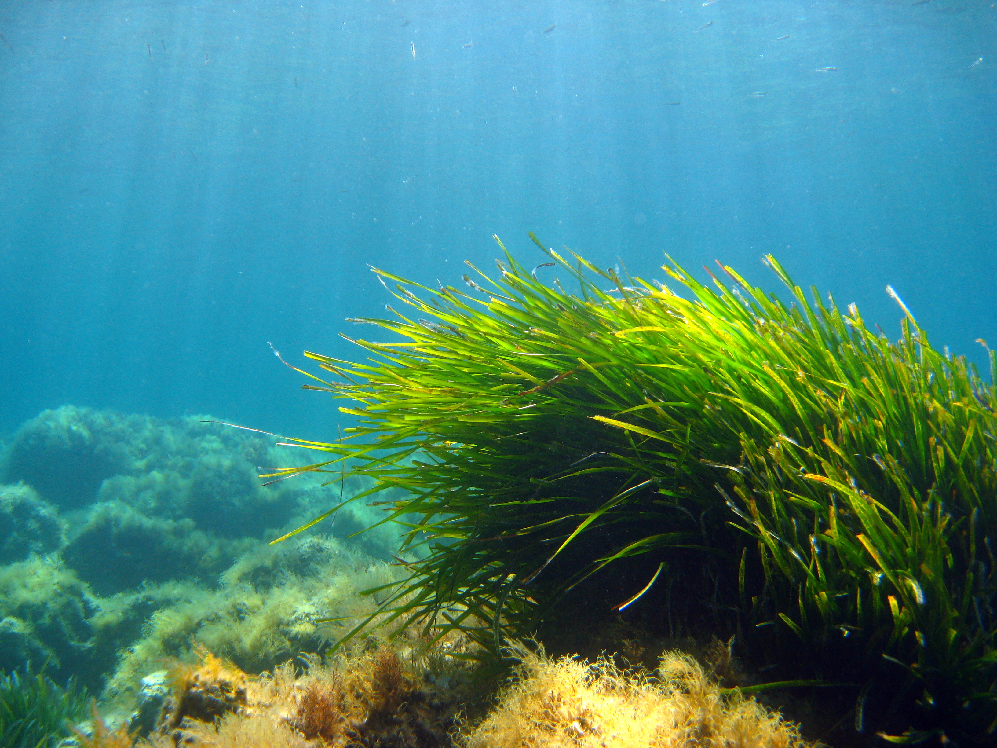 Океанические водоросли. Посидония океаническая. Посейдония океаническая. Посейдония водоросли. Посидония водоросль.