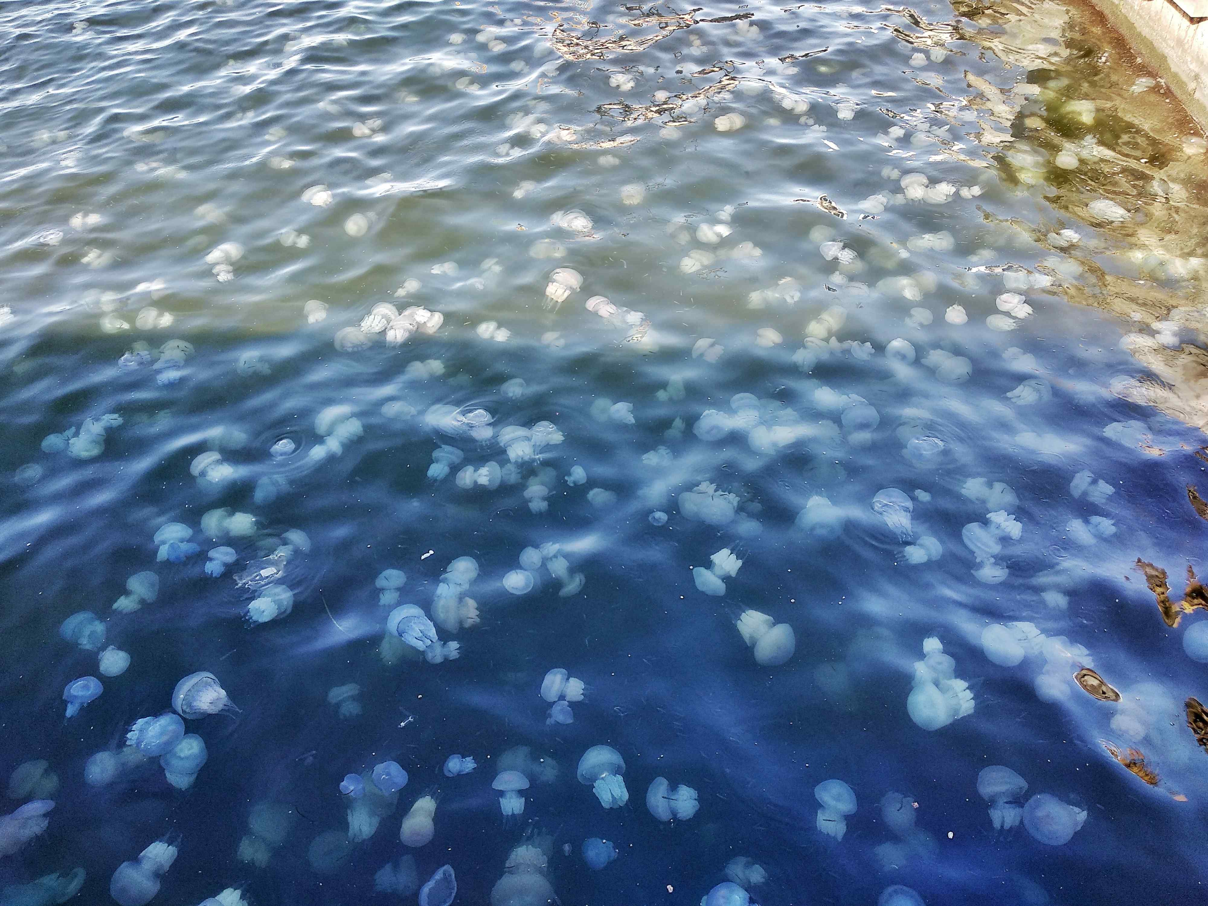 Скопление воды 5. Медузы черного моря. Черноморская медуза корнерот.