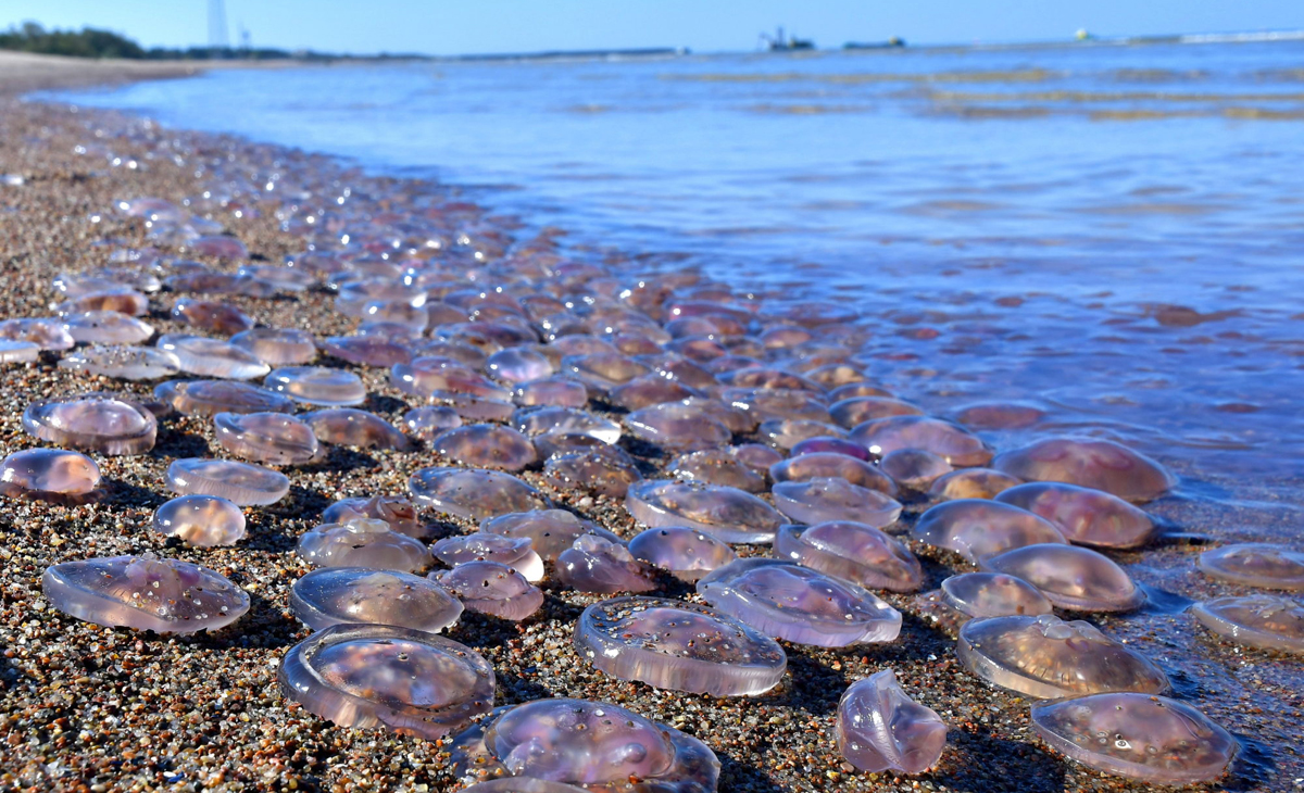 Нашествие медуз в Азовском море 2021