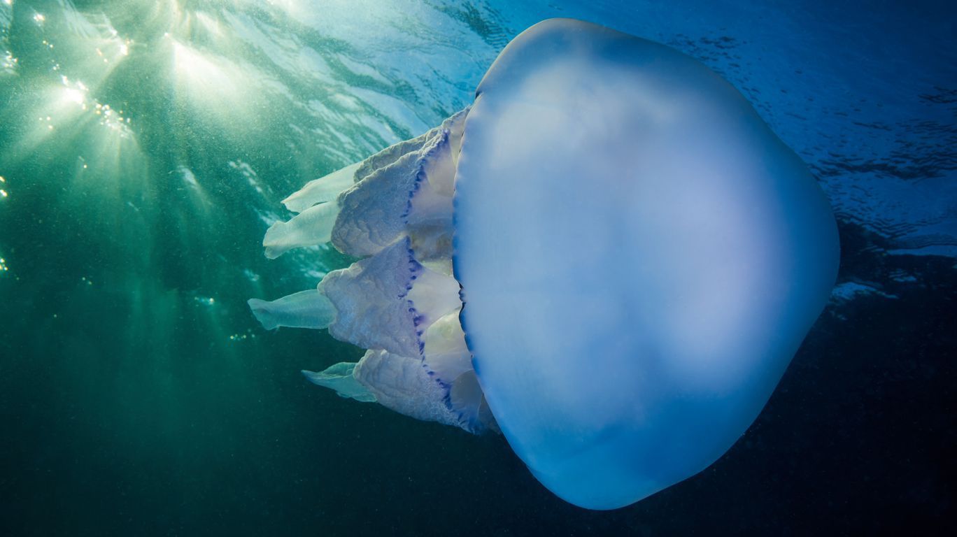 Корнерот медуза черного моря