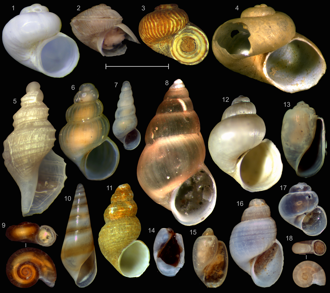Морские брюхоногие моллюски. Гастроподы, брюхоногие, морские. Морской брюхоногий моллюск 7. Раковины морских брюхоногих моллюсков. Морские брюхоногие