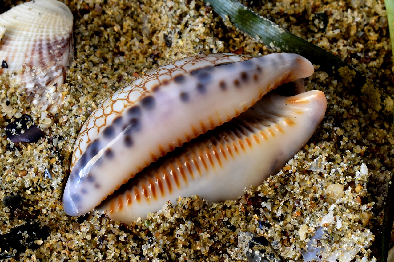 моллюски охотского моря
