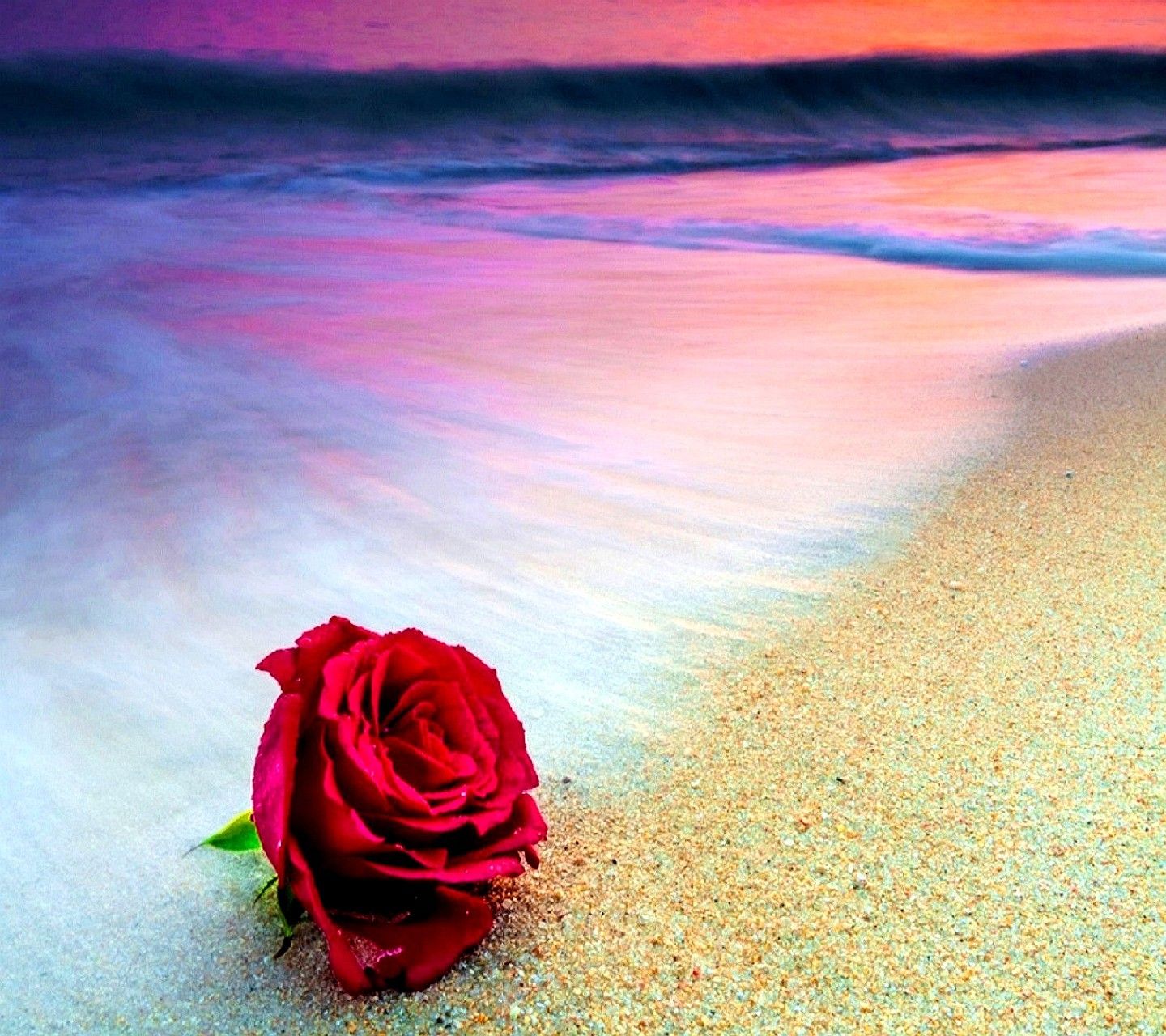 Фото морской розы