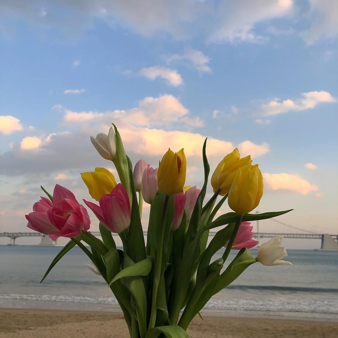 Тюльпаны и море фото