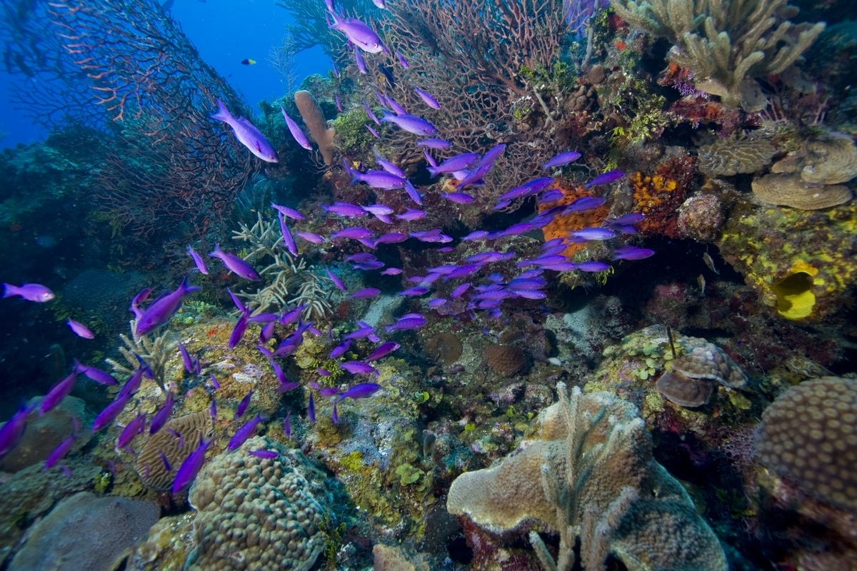 Большой барьерный риф фото под водой