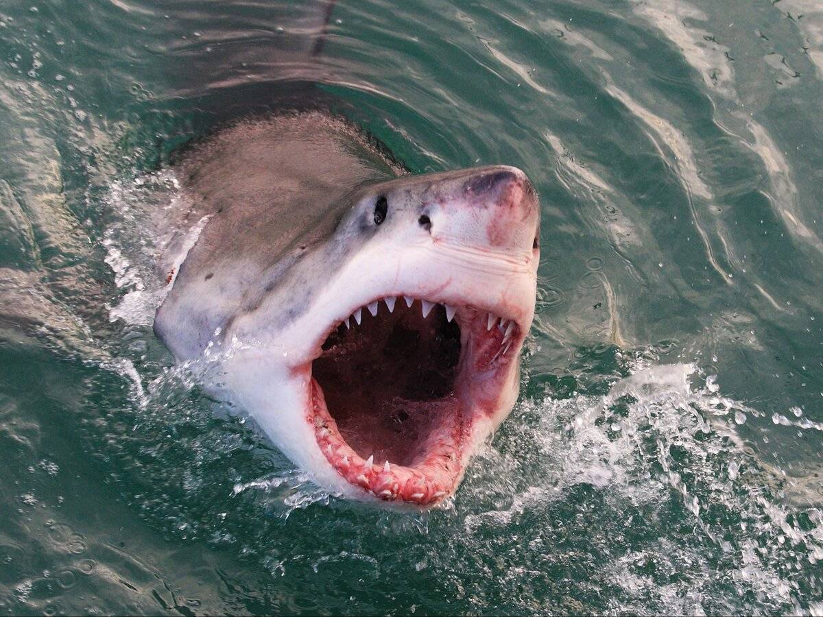 Белая акула кархародон