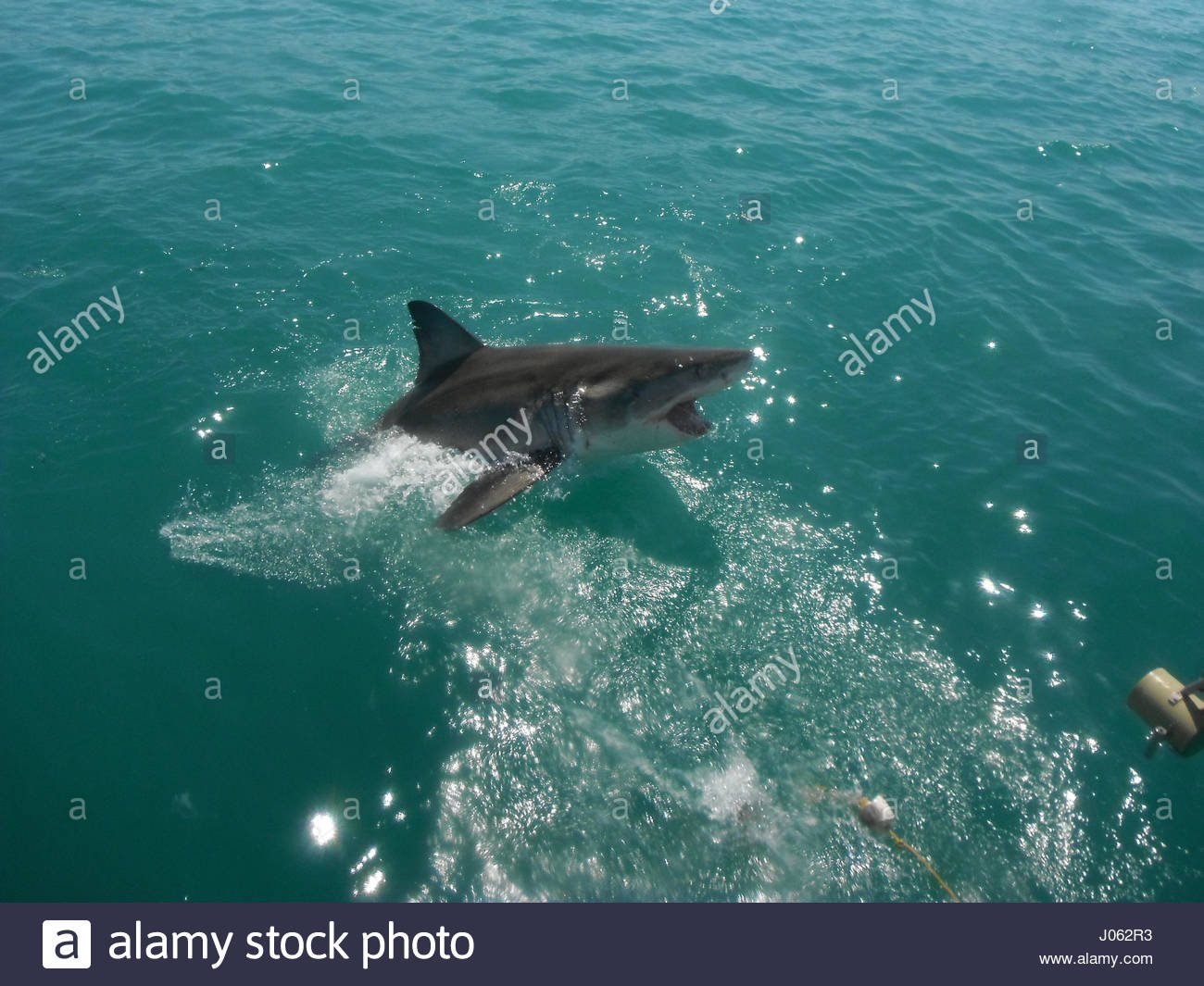 Акула в черном море Сочи