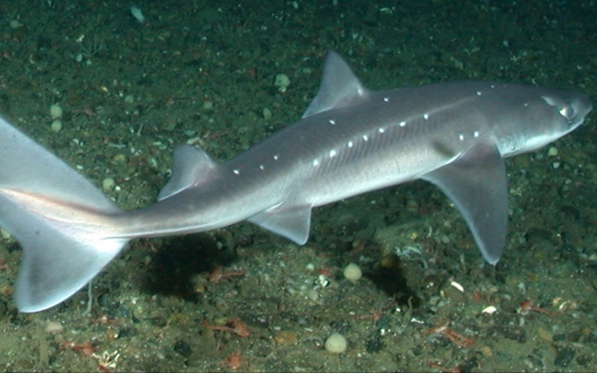 Черноморская акула Катран