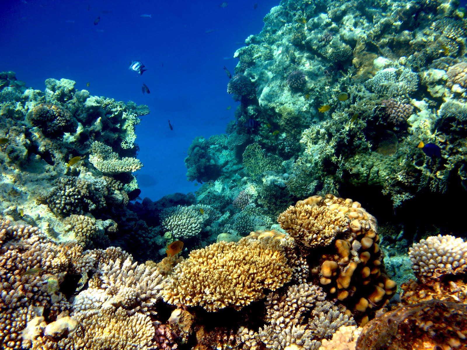 Температура красного моря хургада. Подводный мир красного моря Хургада. Подводный мир Египта Хургада. Красное море Хургада под водой. Рыбы красного моря Египет Хургада.
