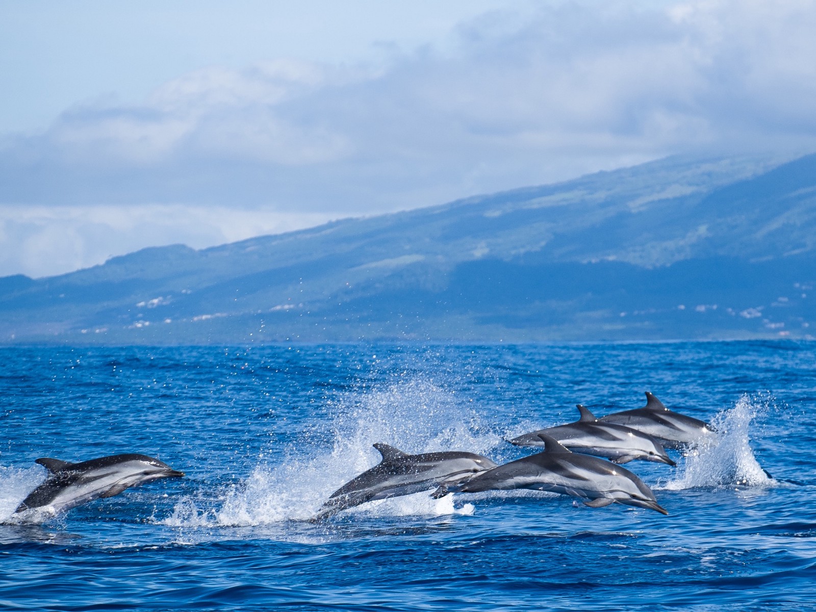 Азорские острова дельфины