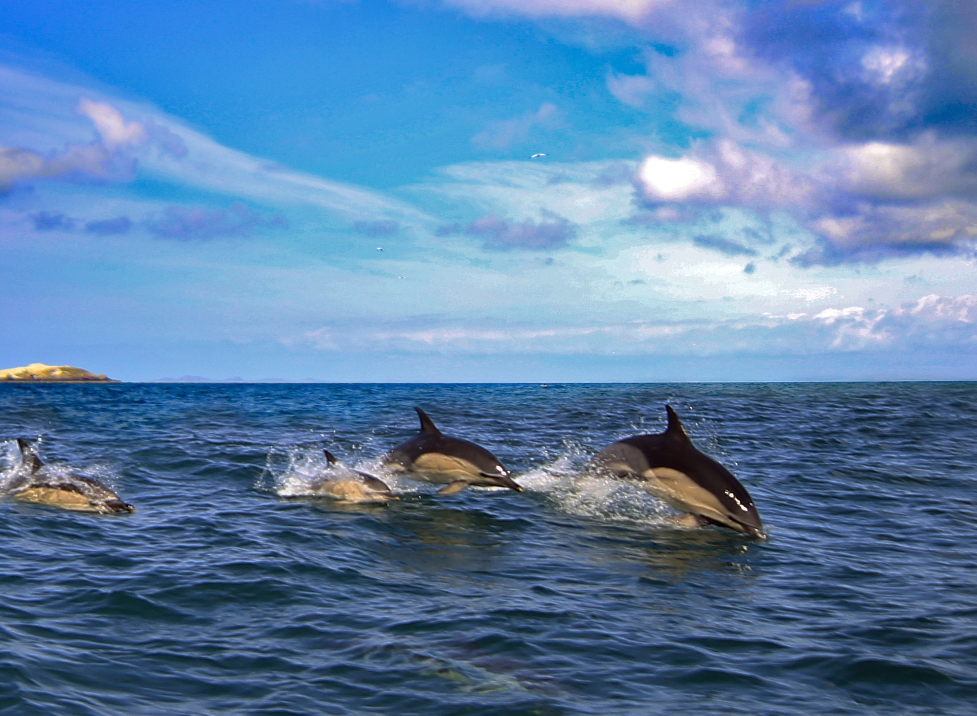 Дельфины Коста Рика