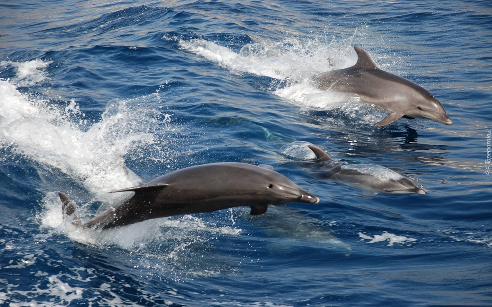 Океанический Дельфин